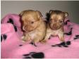 Chihuahua puppies