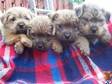 NORFOLK TERRIER FULLY pedigree all puppy's kc-reg,  READY....