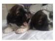 sweet shih tzu pupies looking for sweet people.....