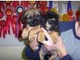 BORDER TERRIER pups Border Terrier pups,  pedigree but....