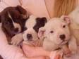 STAFFORDSHIRE BULL TERRIER PUPS Boys and girls,  short &....