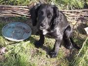 Lovely cocker spaniel girl for sale