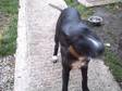 PUPPY FREE TO GOOD HOME!!! 6 month old male greyhound, ....