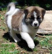 Akita puppy