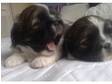 sweet shih tzu pupies looking for sweet people