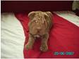 shar pei