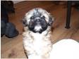 Lhasa apso Puppies