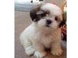 Shih Tzu Puppies 450. SHIH TZU PUPPIES Adorable Shih Tzu....