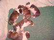 Pedigree KC Registered Miniature Bull Terrier Puppies in Sheffield