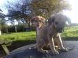 Lurcher Pup's