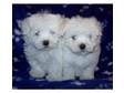 Maltese Puppies