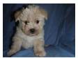 maltese x bichon frise apricot girl. stunning little....