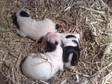 Jack Russell Puppies 8 weeks old,  well handled,  very....