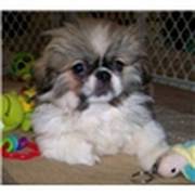 Pekingese puppy for a Good home