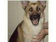 Pedigree Female German Shepherd - 10 month old. We have....