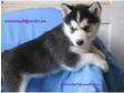 Lovely Siberina Husky Puppy For Sale