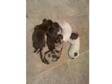 spaniels for sale. 5 male sprocker spaniels. Mum is a....