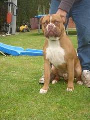 Stunning Rare Old Tyme Bulldog For Stud