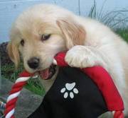 Female Golden Retriever Puppy