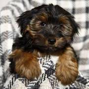 super cute female Yorkie