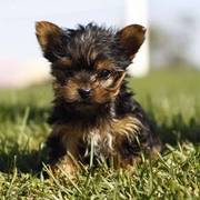 Yorkshire Terrier - Yorkie Puppies