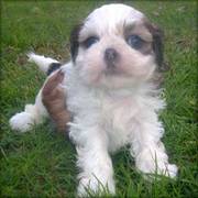 beautiful female shih tzu puppies for sale