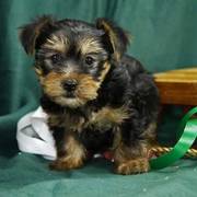 Perfect uKC Yorkie