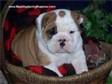 Bulldog Puppies for Sale Bulldog Puppies that will warm....