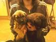 bullmastiff puppys bullmastiff puppys large chunky....