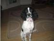 springer spaniel for sale £200. black and white springer....