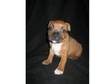 Stunning Dog Staffordshire Bull Terrier Pups. Stunning....