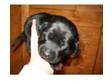 LABRADOR PUPS FOR SALE KC reg. BEAUTIFUL CHUNKY LABRADOR....