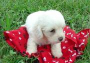 Home Raised Bichon Frise Puppies For Sale