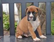 Beautiful Flashy Fawn Boxer Puppy