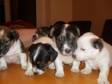 jack russell puppies