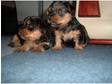 yorkshire terrier pups