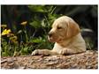 PEDIGREE LABRADOR PUPPIES Chocolate,  Yellow, 