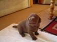 Labrador Pups 5 X Chocolate 4 X Black 1 X Black Boy 3 X....