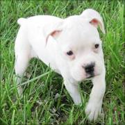 Boxer Puppy for a Good Home