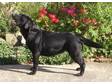 Pedigree KC Registered Labrador Retriever Puppies in Doncaster,  Yorkshire