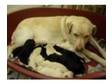 stunning black labrador puppies. 3 stunning black....