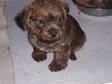 NORFOLK TERRIER FULLY pedigree all puppy's kc-reg, ....