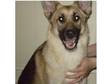 Pedigree Female German Shepherd - 11 month old