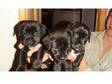 Border Terrier X Patterdale Puppies. A beautiful litter....