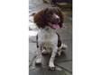 Springer Spaniel Dog 10 Months