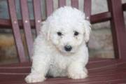 Bichon Frise Puppies For Sale