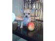 Chihuahua Pup,  stunning miniature Chihuahua,  5....