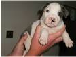 staffordshire bull terrier pups BLUE