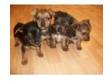 yorkie x jack russell 8 wks old has been wormed and had....