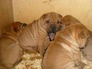 Shar Pei Pups for Sale Kc Reg